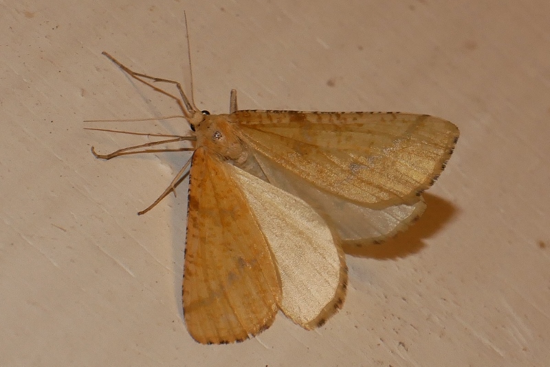 Geometridae da identificare